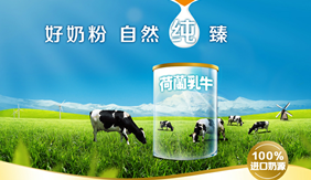 荷兰乳牛内容营销